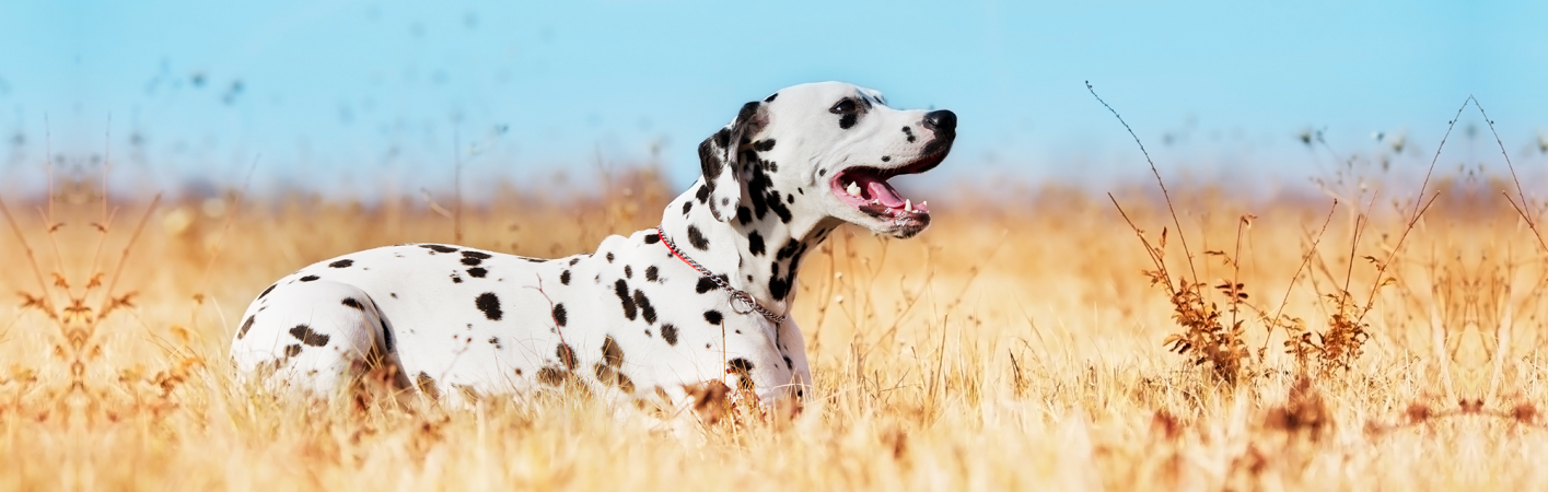 banniere dalmatien